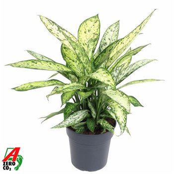 Dieffenbachia vesuvius 70 cm fi24 cm Q2312