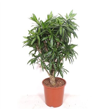 Dracena reflexa song of jamaica branched 110 cm fi27 cm Q2449