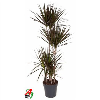 Dracena marg  magenta 90-60-30-15 150 cm fi27 cm Q2517