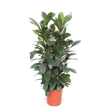 Fikus cyathistipula 120 cm fi27 cm Q2669