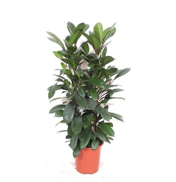 Fikus cyathistipula 120 cm fi27 cm Q2669 Fikus cyathistipula 120 cm fi27 cm Q2669
