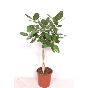 Fikus benghalensis vlechtstam 110 cm fi27 cm Q2670