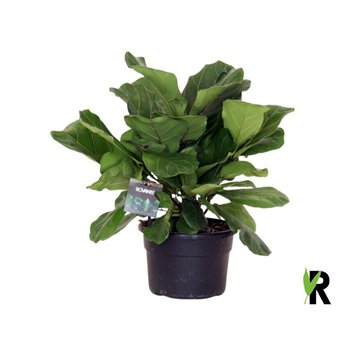 Fikus lyrata clumb 50 cm fi21 cm Q2671