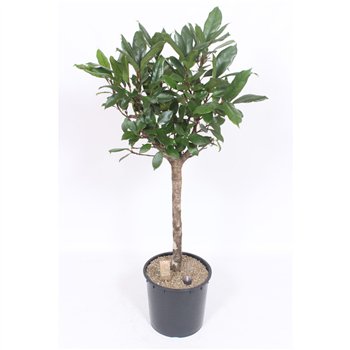 Fikus cyathistipula stem 130 cm fi34 cm Q2673