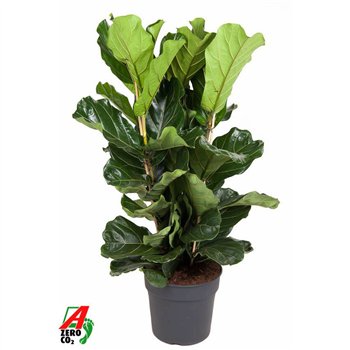 Fikus lyrata toef 140 cm fi34 cm Q2681