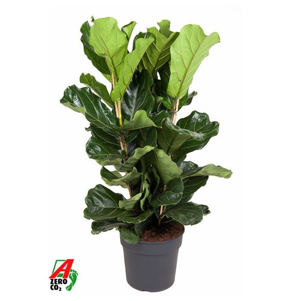 Fikus lyrata toef 140 cm fi34 cm Q2681 Fikus lyrata toef 140 cm fi34 cm Q2681