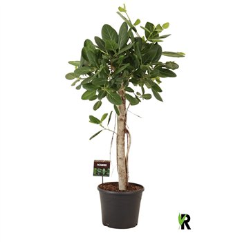 Fikus benghalensis audrey stem 140 cm fi35 cm Q2688