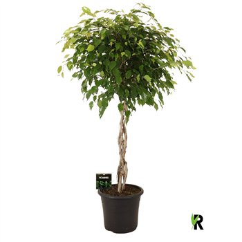 Fikus benjamina exotica braided stem 150 cm fi32 cm Q2690