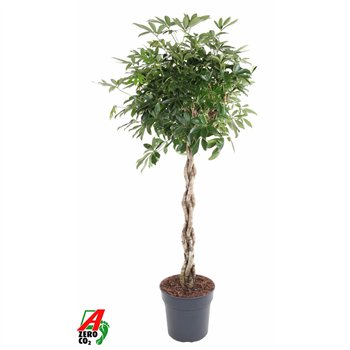 Šeflera arboricola compacta Šeflera Compacta braided stem P31 2 pp 160 cm fi31 cm Q6091
