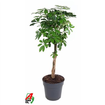 Šeflera arboricola compacta Šeflera Compacta braided stem P27 2 pp 140 cm fi27 cm Q6092