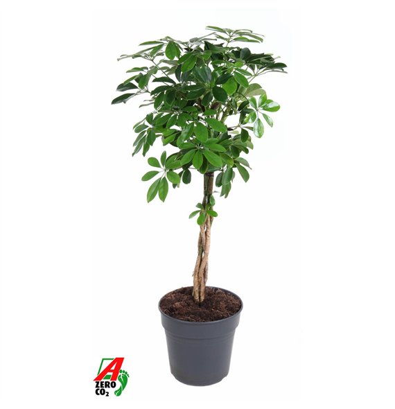Šeflera arboricola compacta Šeflera Compacta braided stem P27 2 pp 140 cm fi27 cm Q6092 Šeflera arboricola compacta Šeflera Compacta braided stem P27 2 pp 140 cm fi27 cm Q6092