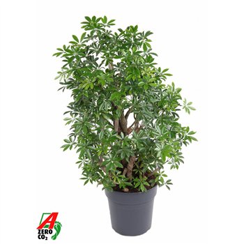 Šeflera arboricola luseana 70 cm fi27 cm Q6097