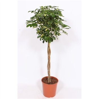 Šeflera arboricola gold capella vlechstam 150 cm fi30 cm Q6102