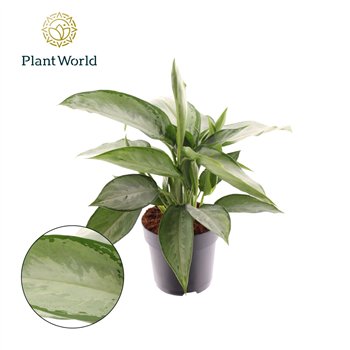 Aglaonema silverado Decorum 45 cm fi17 cm Q145