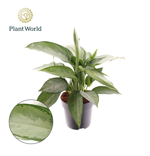 Aglaonema silverado Decorum 45 cm fi17 cm Q145 Aglaonema silverado Decorum 45 cm fi17 cm Q145
