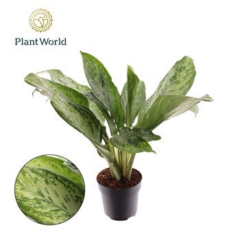 Aglaonema greenlight Decorum 55 cm fi17 cm Q150