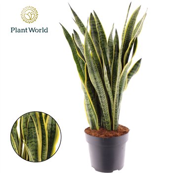 Taščin jezik - Sanseveria trifasciata laurentii Taščin jezik - Sanseveria Laurentii (Decorum) 24 cm 2 pp 80 cm fi24 cm Q1861