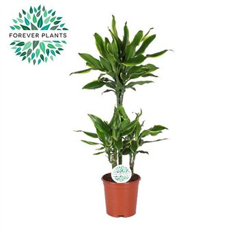 Dracena fragr  golden coast 75-30-10 125 cm fi24 cm Q2865