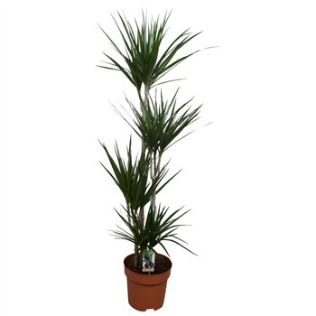 Dracena marginata 4pp - 90-60-30-15 140 cm fi27 cm Q2876