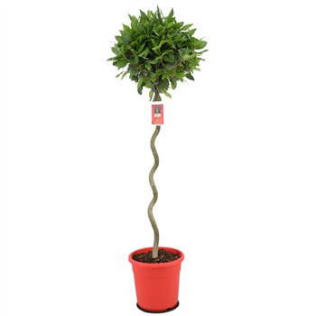 Navadni lovor Spiraal stem 40 cm diameter 130 cm fi25 cm Q3426