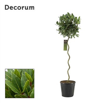 Navadni lovor Spiraal stem 40 cm diameter 130 cm fi25 cm Q3427