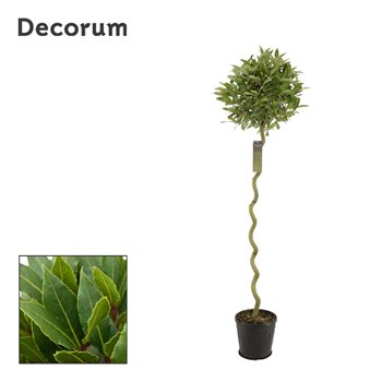 Navadni lovor Spiraal stem 40 cm diameter 170 cm fi25 cm Q3428