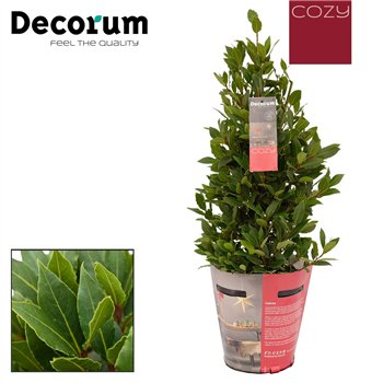 Navadni lovor Navadni lovor Piramide Cozy 5000 gram 70 cm fi20 cm Q3439