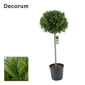 Navadni lovor bulb on stem 65 cm diameter 150 cm fi30 cm Q3440