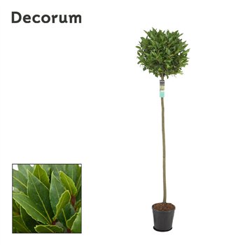 Navadni lovor bulb on stem 45 cm diameter 200 cm fi25 cm Q3441