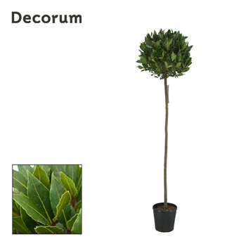 Navadni lovor bulb on stem 45 cm diameter 190 cm fi25 cm Q3442