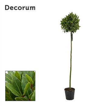 Navadni lovor bulb on stem 40 cm diameter 190 cm fi25 cm Q3443