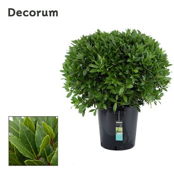 Navadni lovor bulb without stem 90 cm diameter 105 cm fi40 cm Q3444