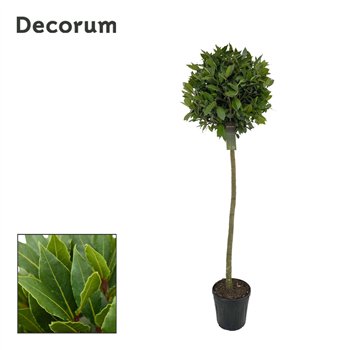 Navadni lovor bulb on stem 50 cm diameter 160 cm fi25 cm Q3457