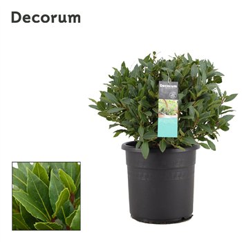 Navadni lovor bulb without stem 45 cm diameter 55 cm fi25 cm Q3469