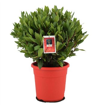 Navadni lovor bulb without stem 45 cm diameter 55 cm fi25 cm Q3472