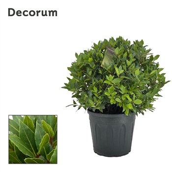 Navadni lovor bulb without stem 60 cm diameter 80 cm fi30 cm Q3477