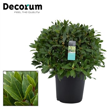 Navadni lovor bulb without stem 65 cm diameter 85 cm fi30 cm Q3480