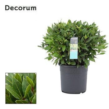 Navadni lovor bulb without stem 50 cm diameter 60 cm fi25 cm Q3481