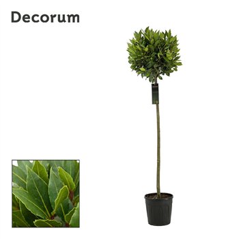 Navadni lovor bulb on stem 40 cm diameter 160 cm fi25 cm Q3483