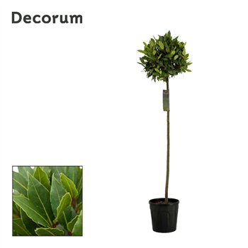 Navadni lovor bulb on stem 35 cm diameter 150 cm fi25 cm Q3485