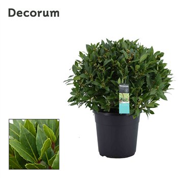 Navadni lovor bulb without stem 70 cm diameter 85 cm fi30 cm Q3490