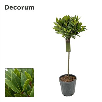 Navadni lovor bulb on stem 35 cm diameter 100 cm fi25 cm Q3492
