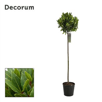 Navadni lovor bulb on stem 35 cm diameter 160 cm fi25 cm Q3493