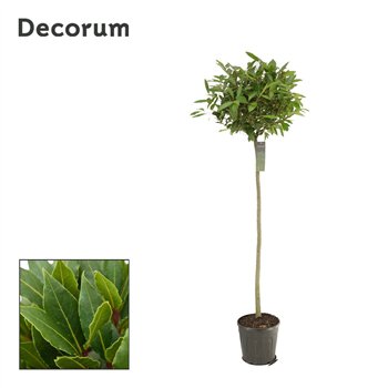Navadni lovor bulb on stem 50 cm diameter 170 cm fi25 cm Q3494