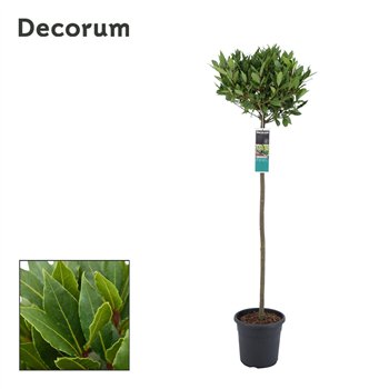 Navadni lovor bulb on stem 45 cm diameter 170 cm fi25 cm Q3495