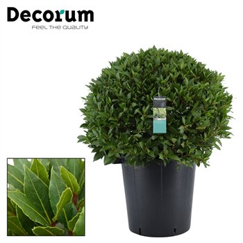 Navadni lovor bulb without stem 75 cm diameter 100 cm fi40 cm Q3496