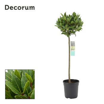 Navadni lovor bulb on stem 25 cm diameter 90 cm fi20 cm Q3497