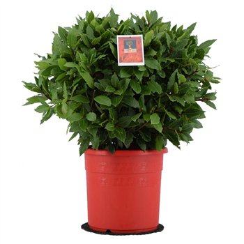 Navadni lovor bulb without stem 50 cm diameter 60 cm fi25 cm Q3498