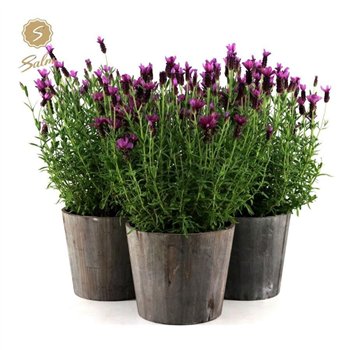 Lavandula stoechas anouk in wood 45 cm fi21 cm Q3541