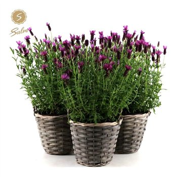 Lavandula stoechas anouk in Košara 45 cm fi21 cm Q3542